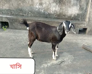 Black Bengal Castrated and Doe Goats