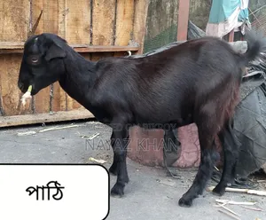 Black Bengal Castrated and Doe Goats