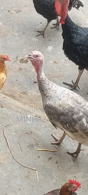 Turkey Bird