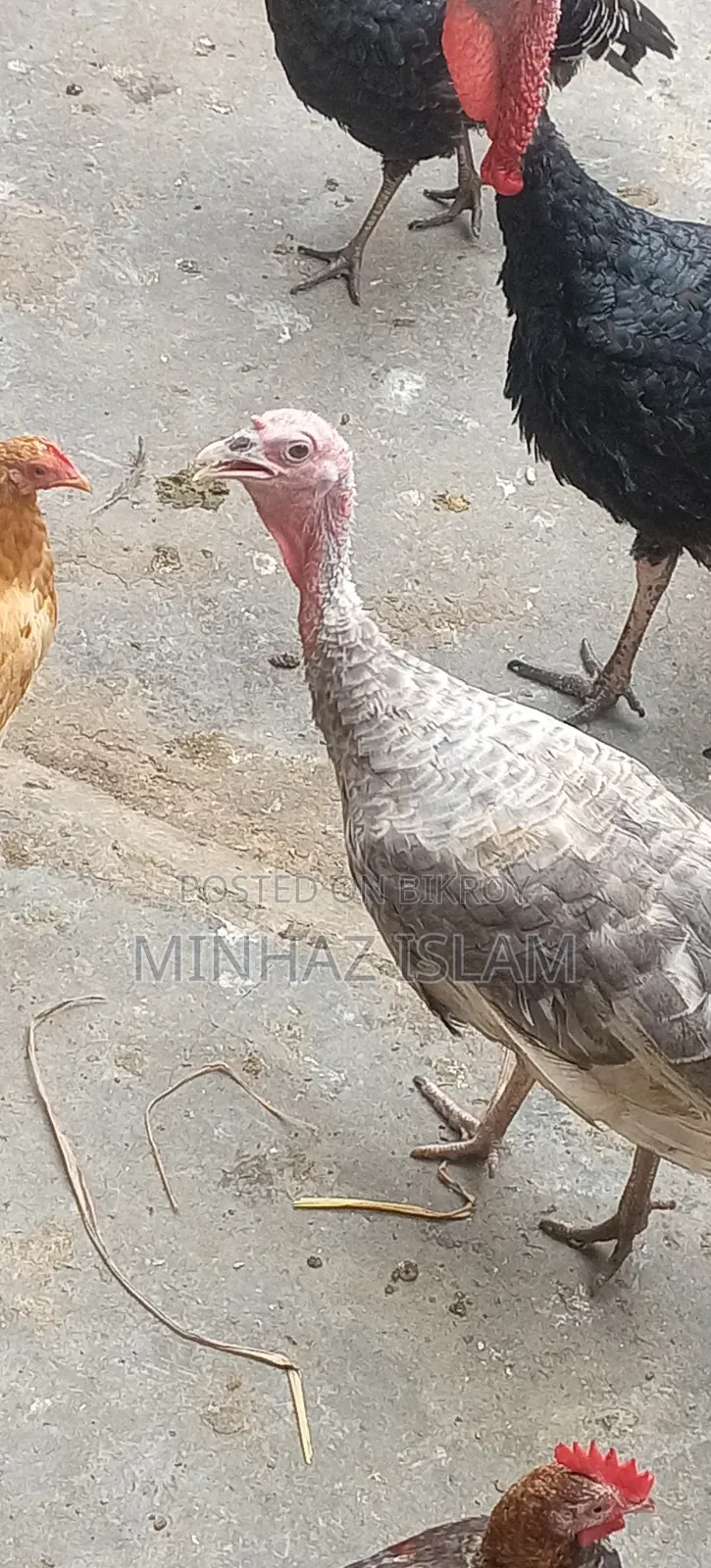 Turkey Bird