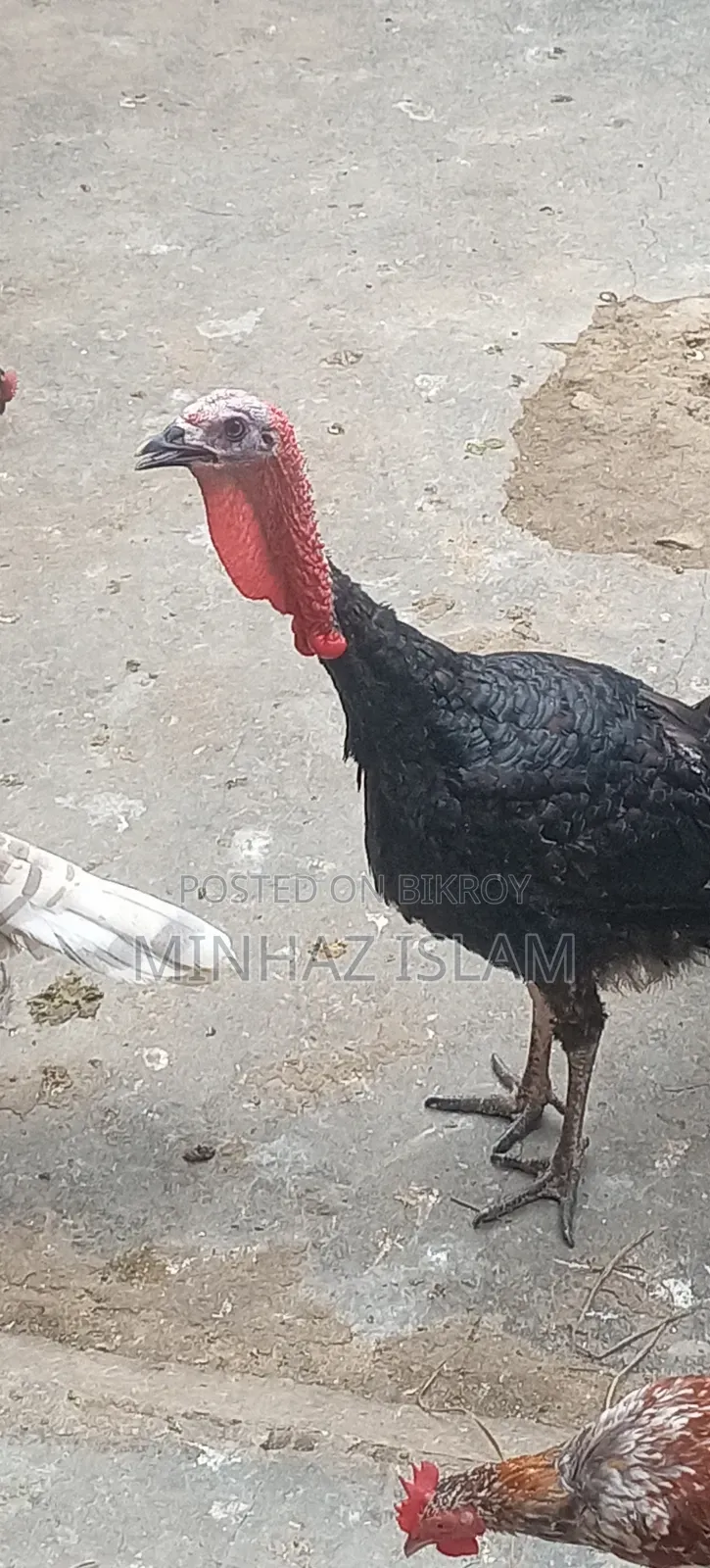 Turkey Bird
