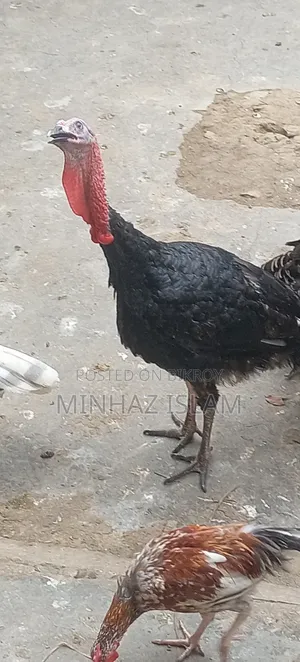 Turkey Bird