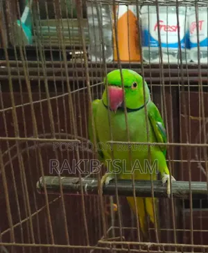 ইন্ডিয়ান রিংনেক টিয়া পাখি
