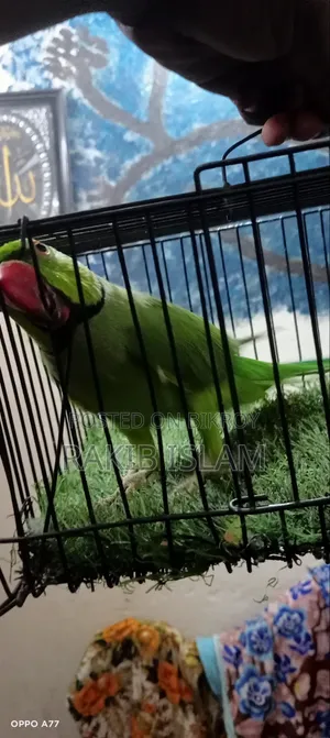 ইন্ডিয়ান রিংনেক টিয়া পাখি