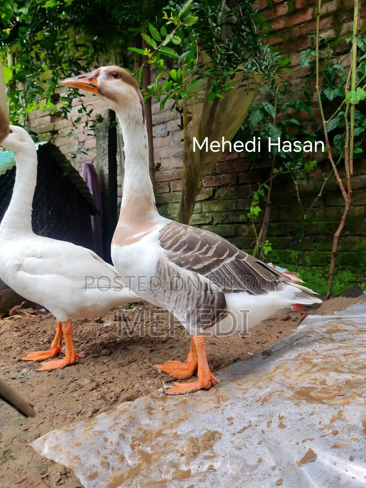 Goose Pair