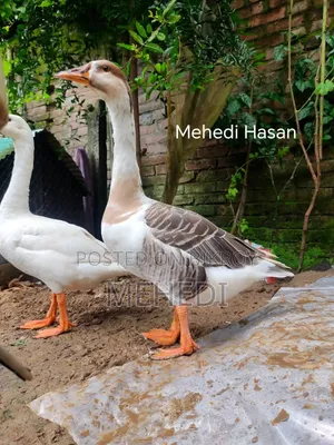 Goose Pair