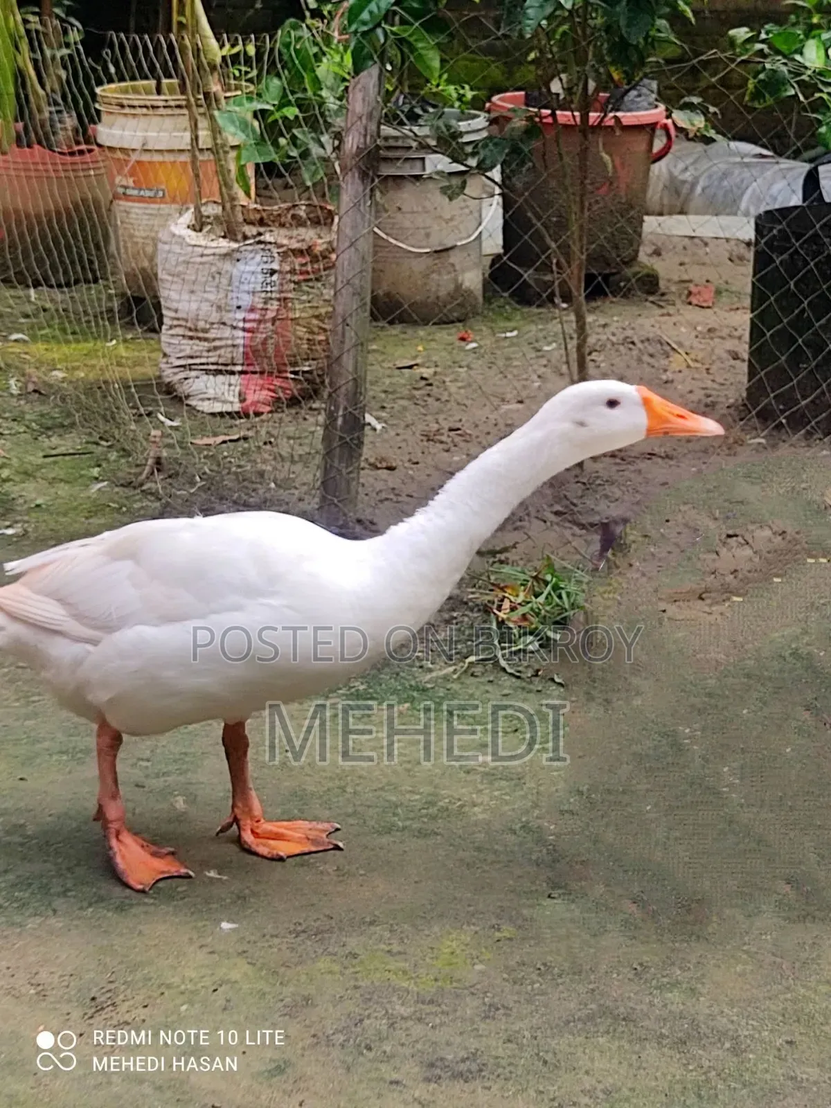 Goose Pair