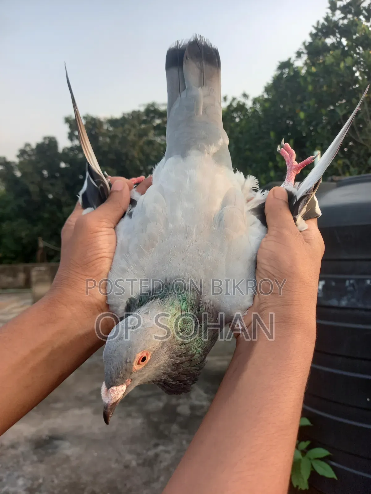 রেসার মাদি কবুতর