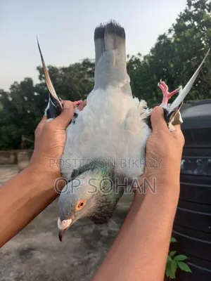রেসার মাদি কবুতর