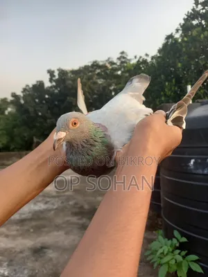 রেসার মাদি কবুতর