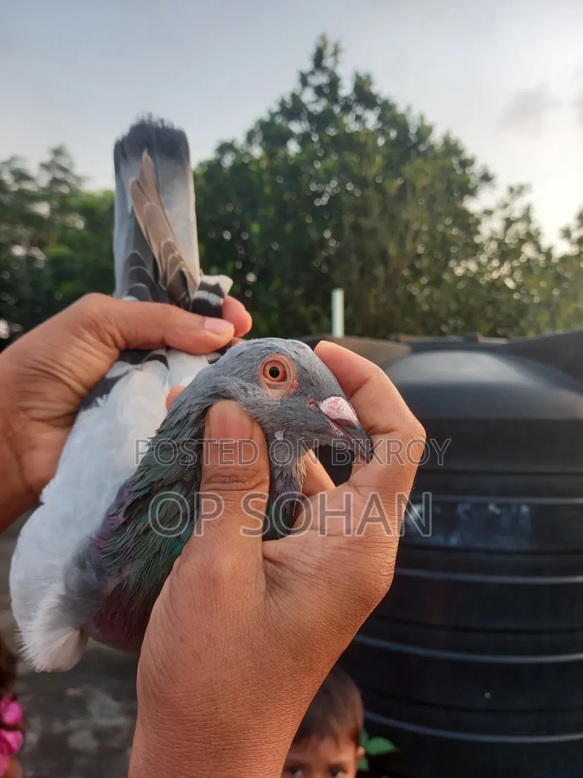 রেসার মাদি কবুতর
