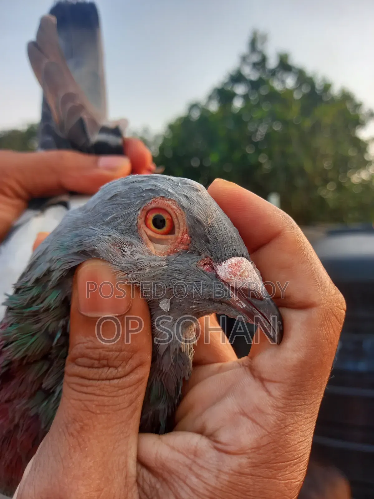 রেসার মাদি কবুতর