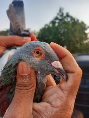 রেসার মাদি কবুতর