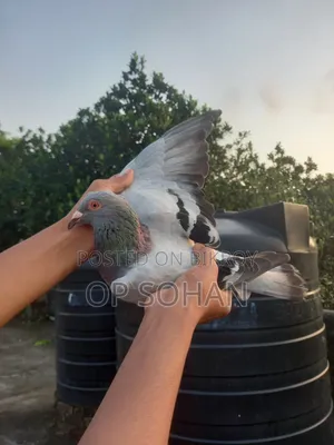রেসার মাদি কবুতর