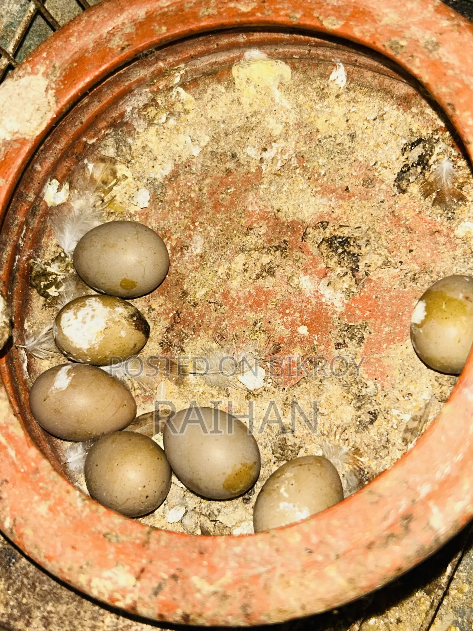 কিং কোয়েল
