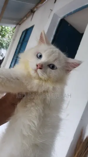 1-3 months Male Purebred Persian