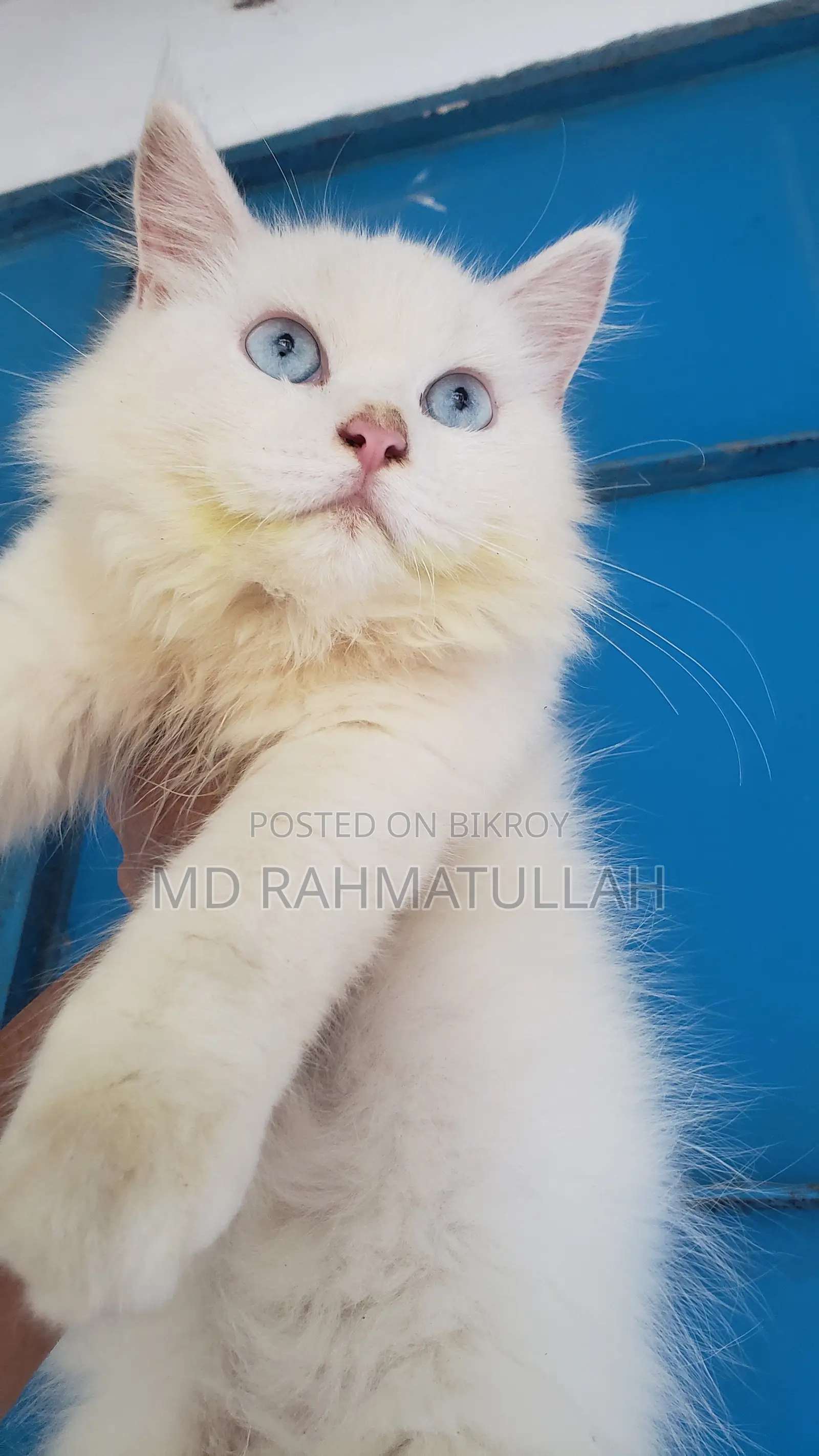 1-3 months Male Purebred Persian