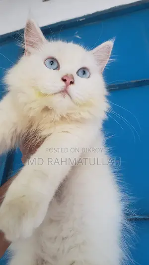 1-3 months Male Purebred Persian