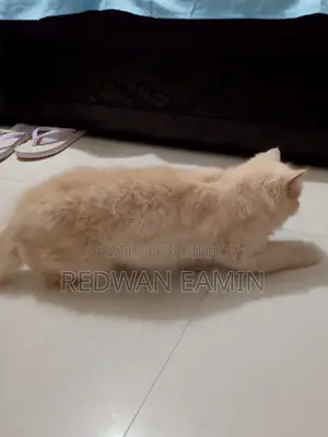 ১+ বছরের মহিলা খাঁটি পার্সিয়ান বিড়াল