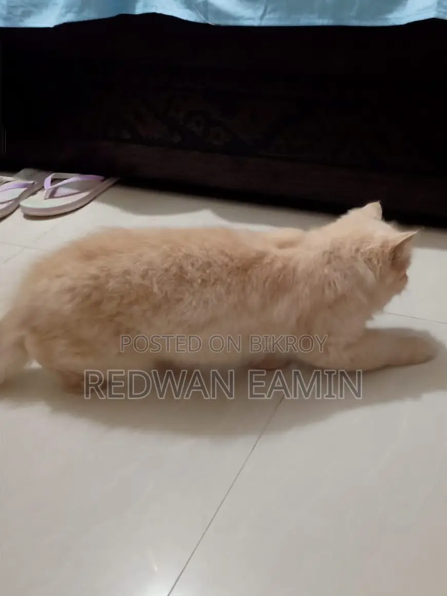 ১+ বছরের মহিলা খাঁটি পার্সিয়ান বিড়াল