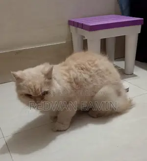 ১+ বছরের মহিলা খাঁটি পার্সিয়ান বিড়াল