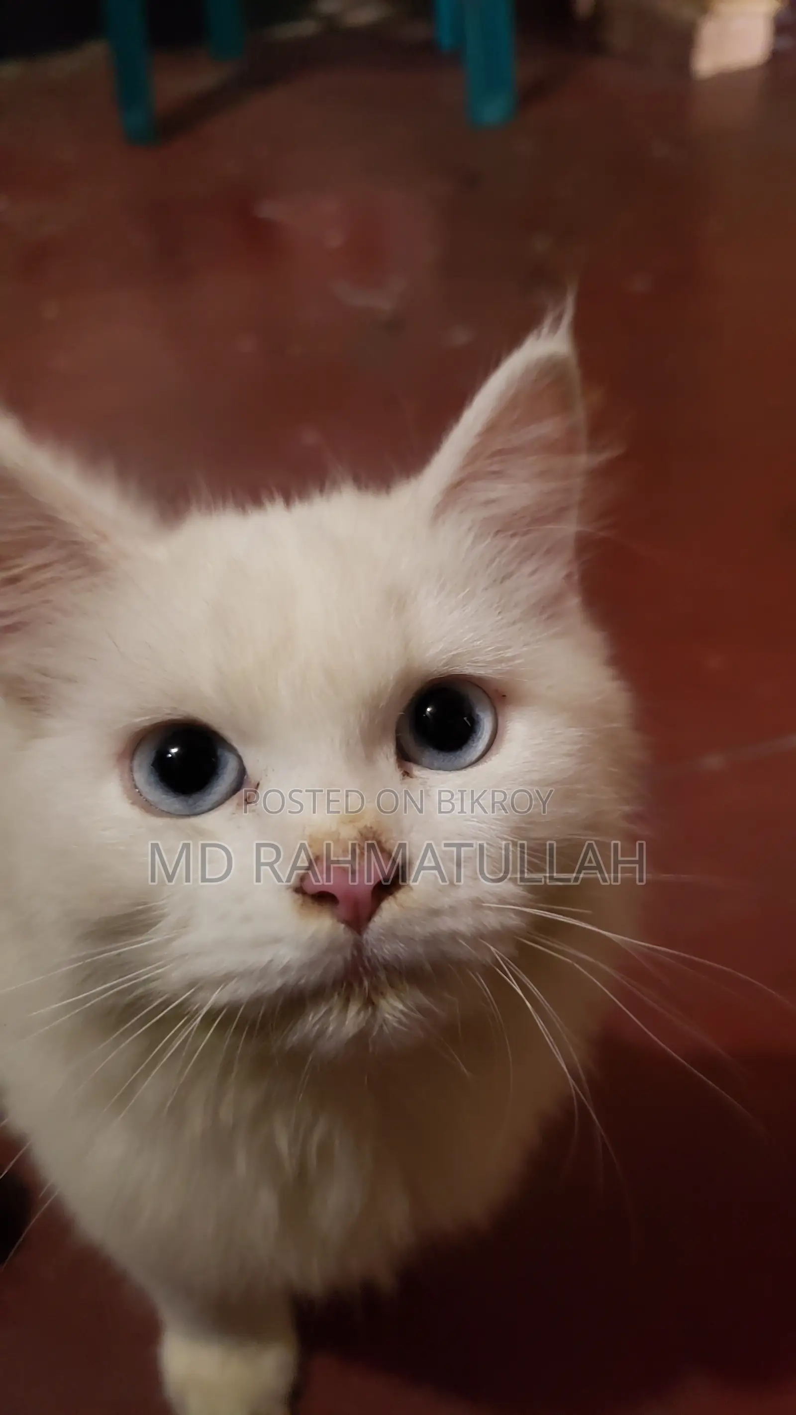 1-3 months Male Purebred Persian