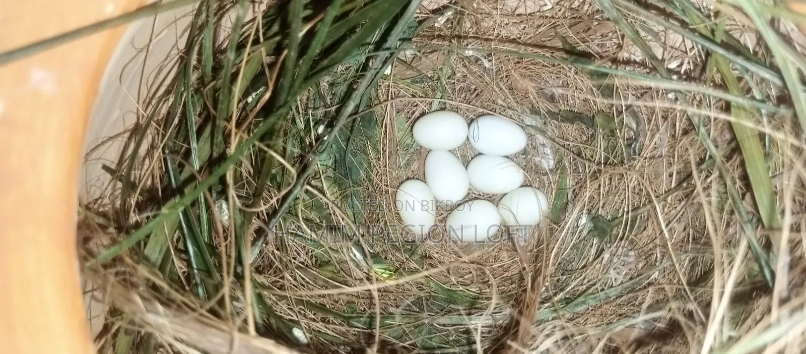 স্নো হোয়াইট ফিঞ্চ