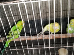 ২ টা বাচ্চা সহ লুটিনো রেড আই ক্লাসিক বাজরিগার বিক্রি