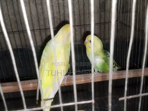 ২ টা বাচ্চা সহ লুটিনো রেড আই ক্লাসিক বাজরিগার বিক্রি
