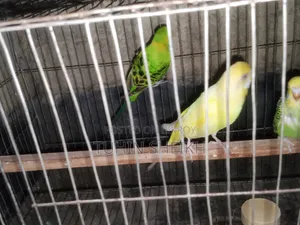 ২ টা বাচ্চা সহ লুটিনো রেড আই ক্লাসিক বাজরিগার বিক্রি