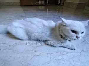 6-12 months Female Purebred Persian