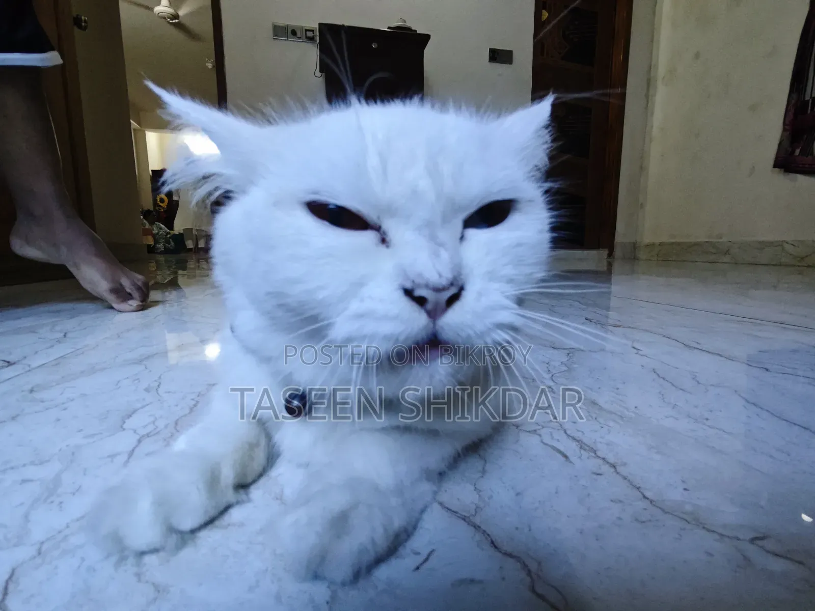6-12 months Female Purebred Persian