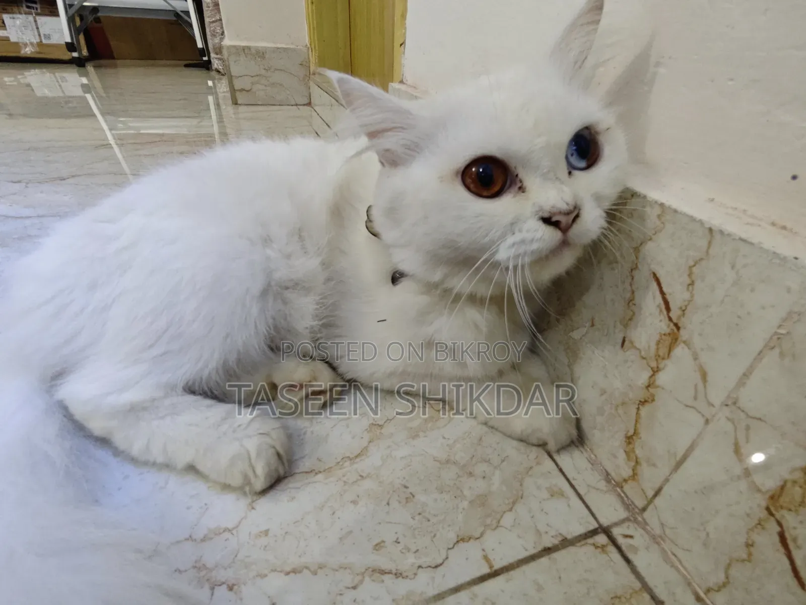 6-12 months Female Purebred Persian