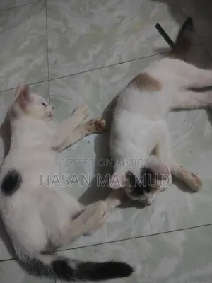 1-3 months Male Mixed Breed Persian