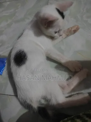 1-3 months Male Mixed Breed Persian