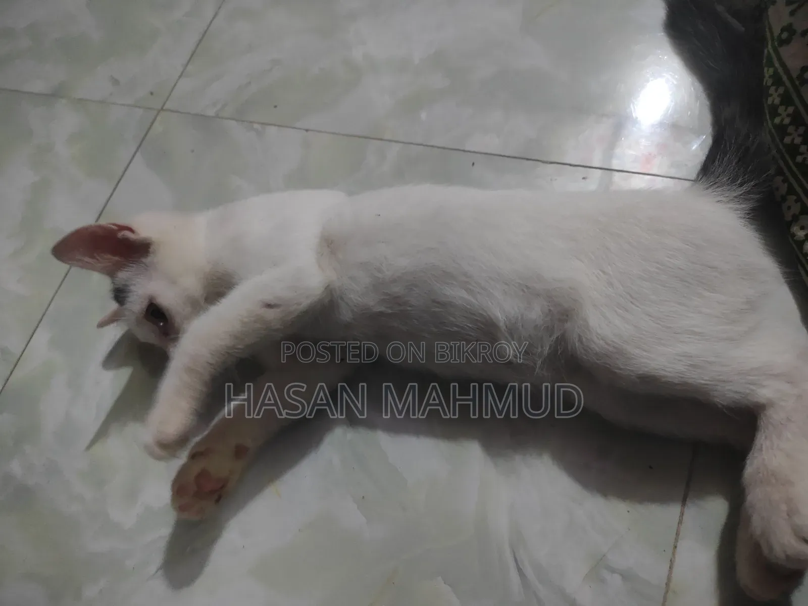 1-3 months Male Mixed Breed Persian