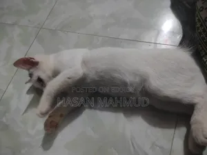 1-3 months Male Mixed Breed Persian