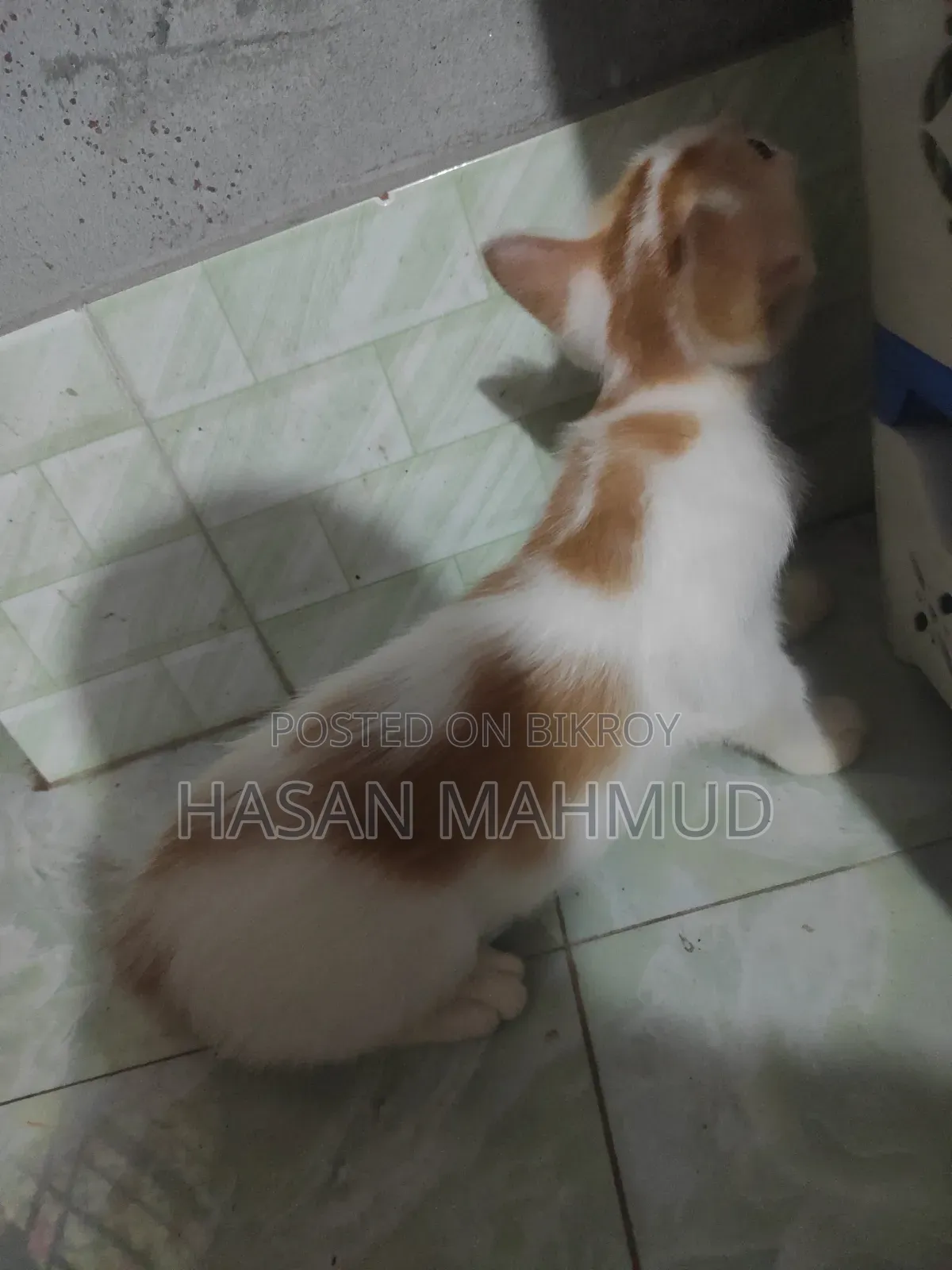 1-3 months Male Mixed Breed Persian