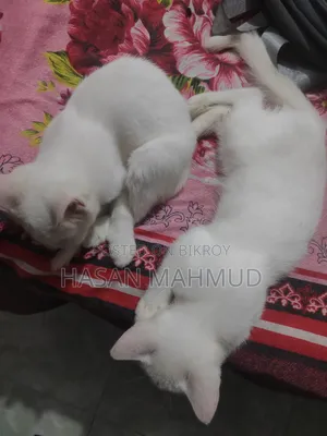 1-3 months Male Mixed Breed Persian
