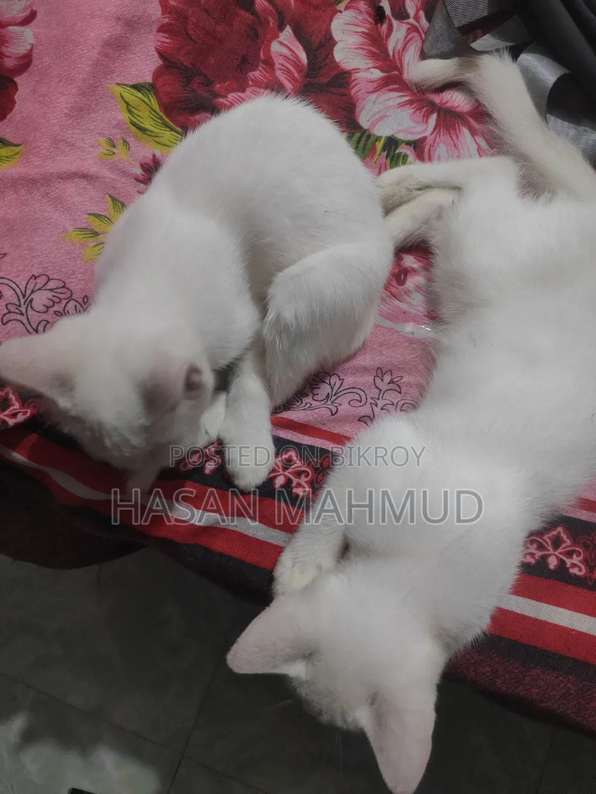 1-3 months Male Mixed Breed Persian