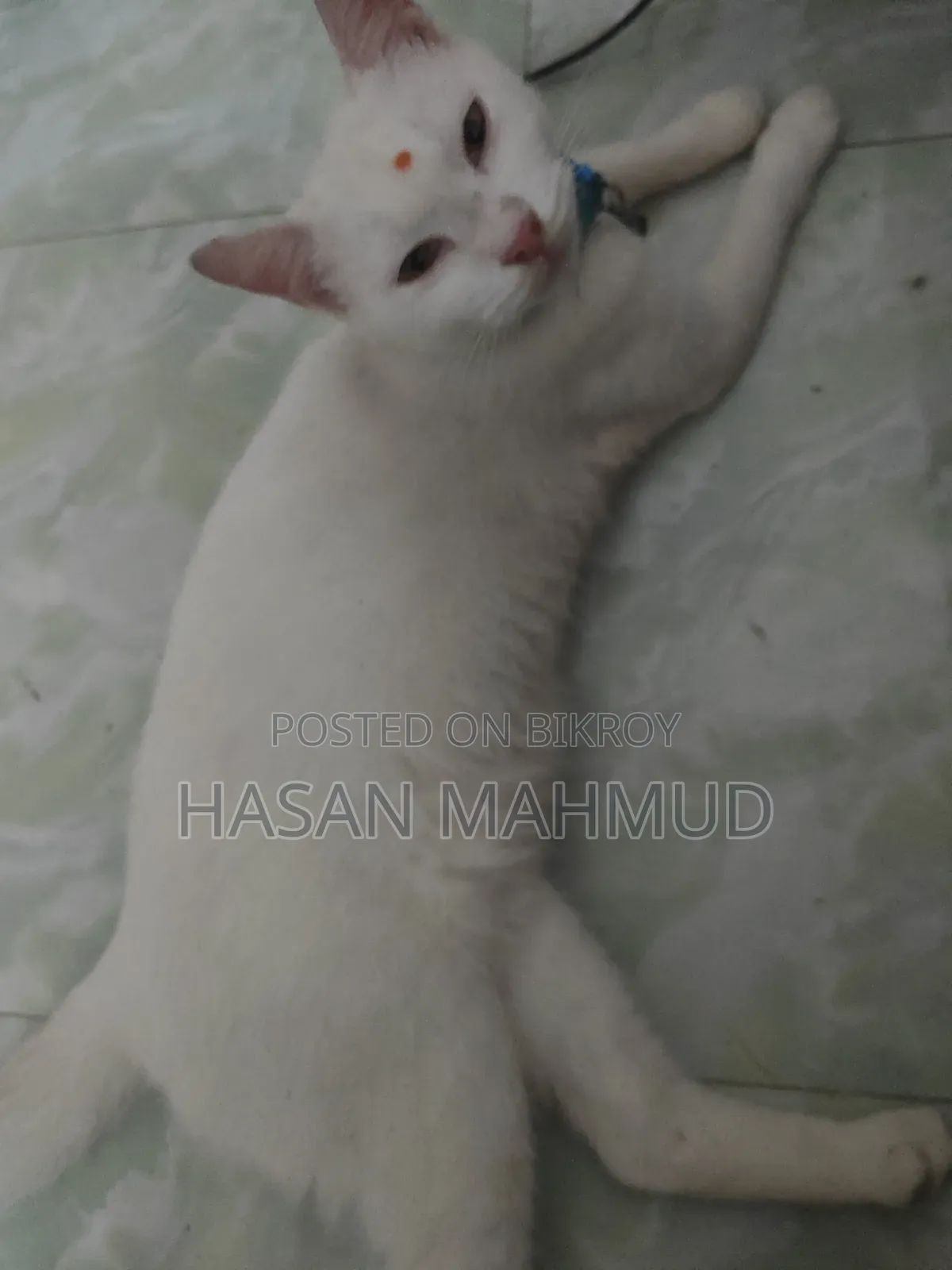 1-3 months Male Mixed Breed Persian