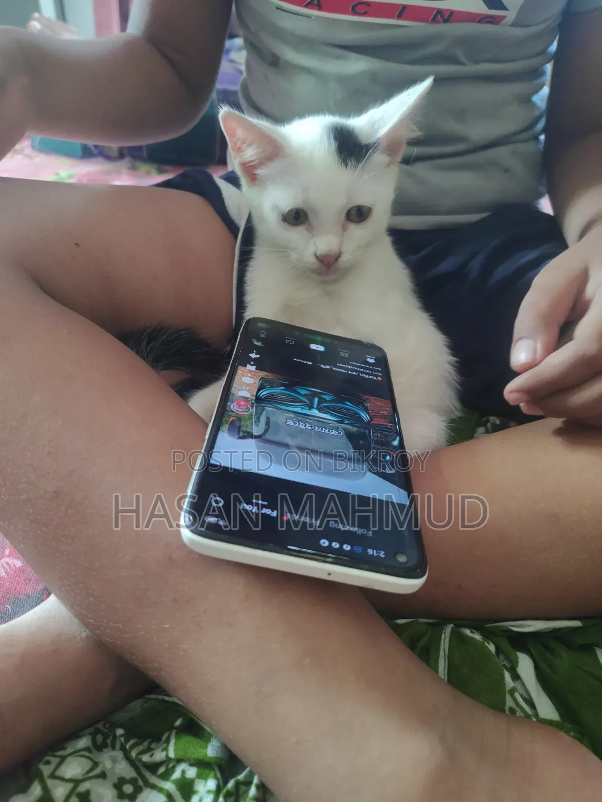 1-3 months Male Mixed Breed Persian