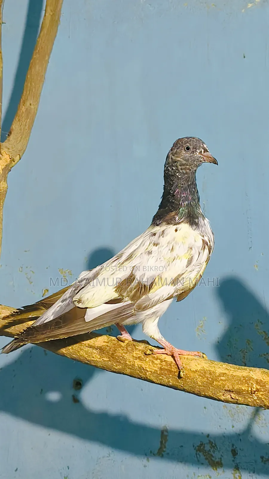 Teddy Baby