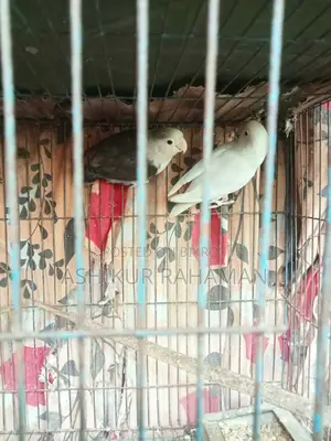Love Bird 3pair