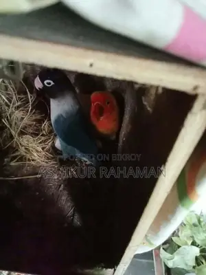 Love Bird 3pair