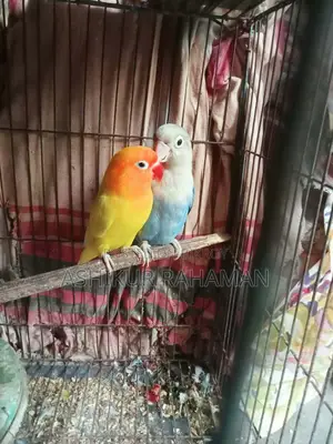 Love Bird 3pair
