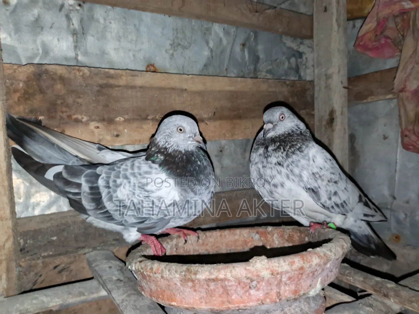 Silver Pair