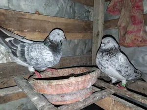 Silver Pair