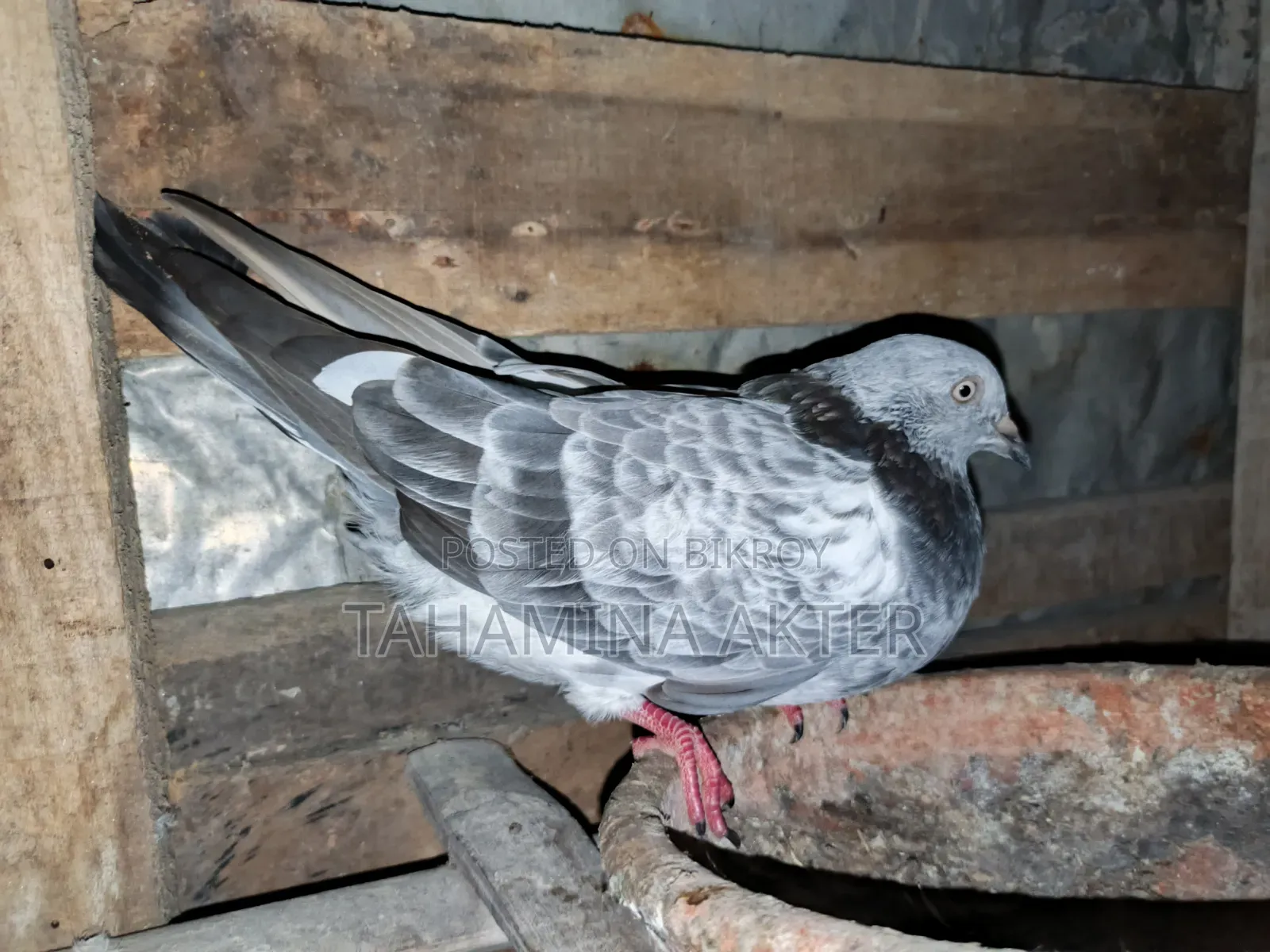 Silver Pair