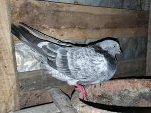 Silver Pair